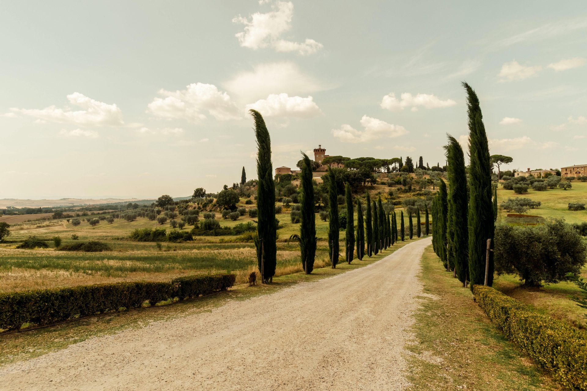 Weinberge und Olivenhaine im Chianti, Toskana